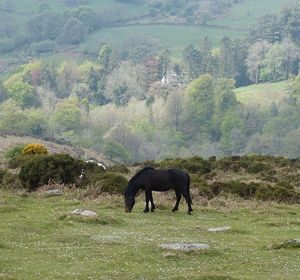 Exmoor Ponies