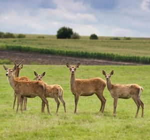 Roe Deer