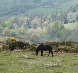 Exmoor Ponies
